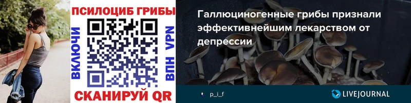 Псилоцибиновые грибы Psilocybine cubensis  цена   гидра ссылки  Киселёвск 